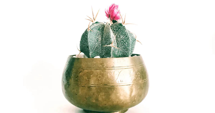 Libera tu espíritu interior del desierto: Decoración con cactus artificiales que transforman tu espacio